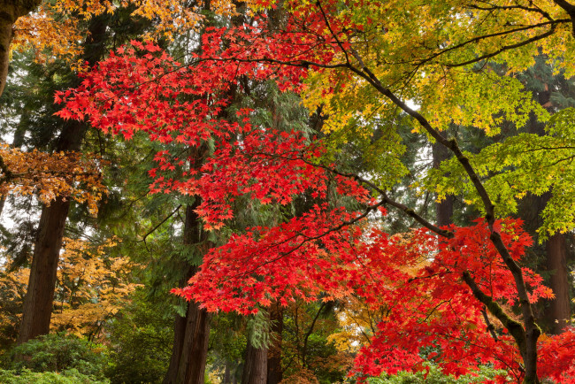 Обои картинки фото природа, лес, деревья, осень