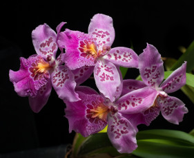 Картинка цветы орхидеи розовые фон чёрный