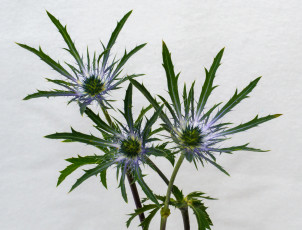 обоя цветы, Чертополох,  репейник, макро, колючки, фон, серый