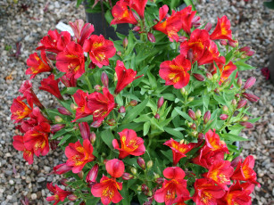 Картинка цветы альстромерия альстромерии красные много