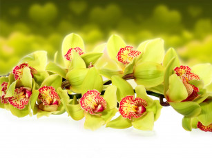 Картинка цветы орхидеи