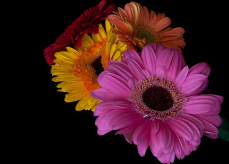 Картинка цветы герберы фон чёрный разные