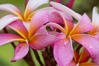 Картинка цветы плюмерия роса капли природа вода лепестки цветок