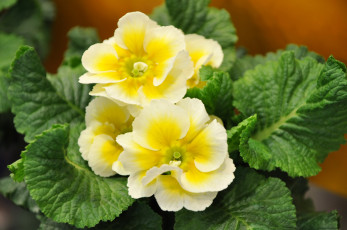 Картинка цветы примулы примула желтый