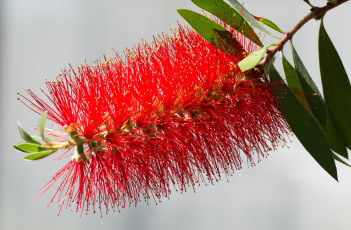 обоя цветы, листья, макро, ветка, красные, игольчатые