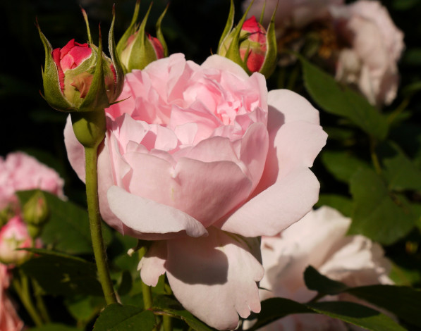 Обои картинки фото цветы, розы, бутон