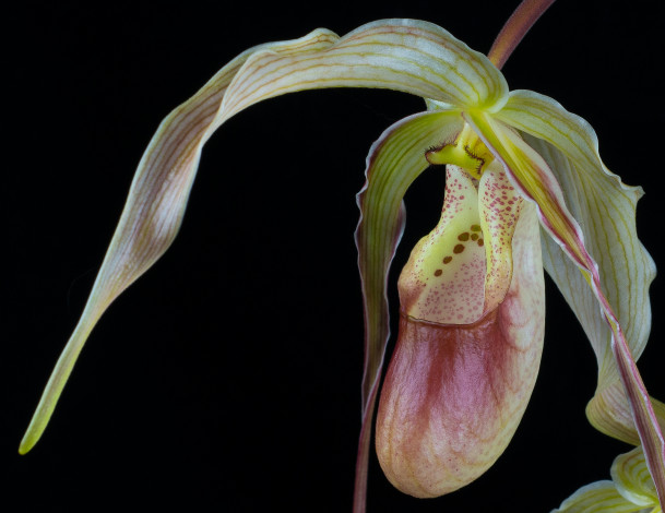 Обои картинки фото цветы, орхидеи, орхидея, цветок, макро, фон, чёрный