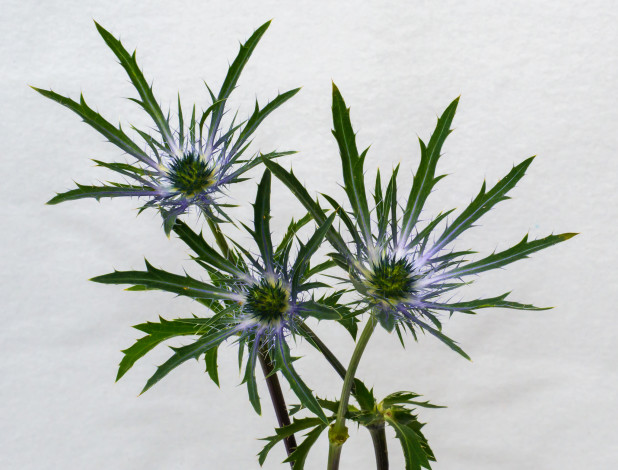 Обои картинки фото цветы, Чертополох,  репейник, макро, колючки, фон, серый