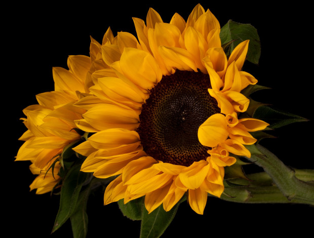 Обои картинки фото цветы, подсолнухи, фон, чёрный