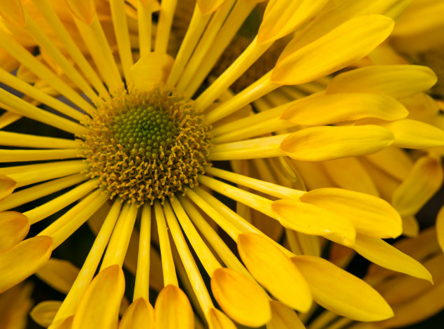 Обои картинки фото цветы, цинния, макро, лепестки, цветок, жёлтая