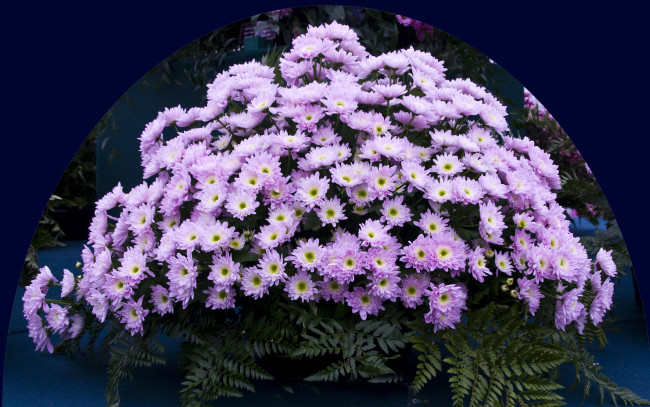 Обои картинки фото цветы, хризантемы, сиреневые, много