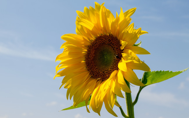 Обои картинки фото цветы, подсолнухи, лепестки, небо