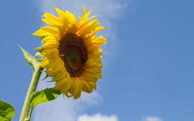 Обои картинки фото цветы, подсолнухи, лепестки, небо