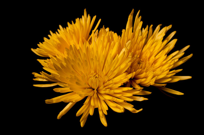 Обои картинки фото цветы, хризантемы, жёлтые, фон, чёрный