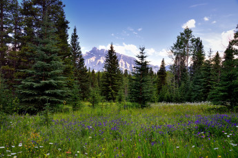 Картинка природа луга поляна лес горы