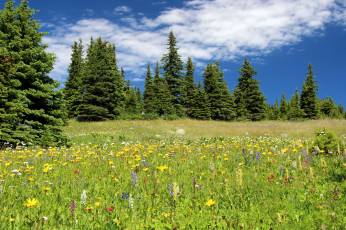 Картинка природа луга поляна лес