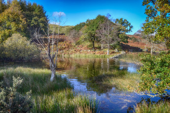 Картинка природа реки озера река лес