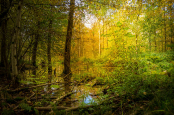 Картинка природа реки озера река лес