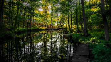 Картинка природа реки озера река лес