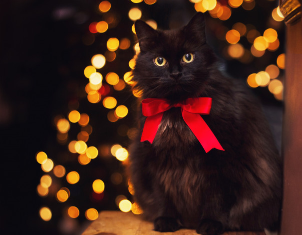 Обои картинки фото животные, коты, блики, черный, кот