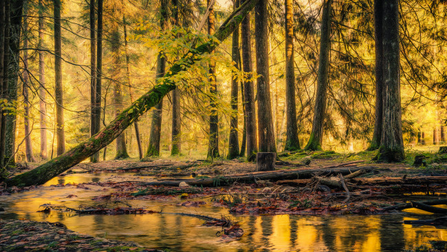 Обои картинки фото природа, реки, озера, река, лес