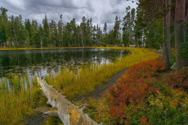 Обои картинки фото природа, реки, озера, река, лес