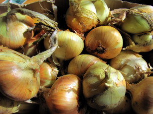 Картинка еда лук репчатый
