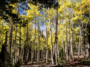 Картинка природа лес простор