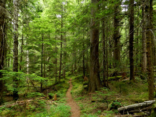 Картинка природа лес простор