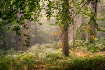 Картинка природа лес простор