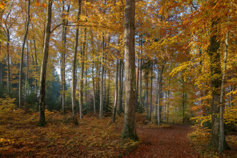 Картинка природа лес простор