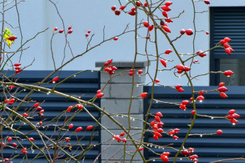 Картинка природа Ягоды шиповник