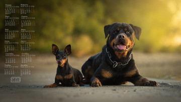 обоя календари, животные, цепь, двое, взгляд, 2018, собака