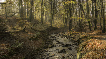 Картинка природа лес простор