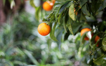 Картинка природа плоды мандарины