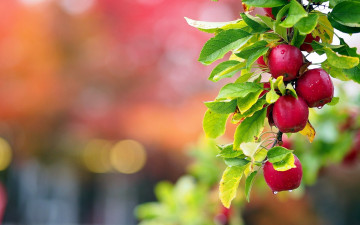 Картинка природа плоды яблоки