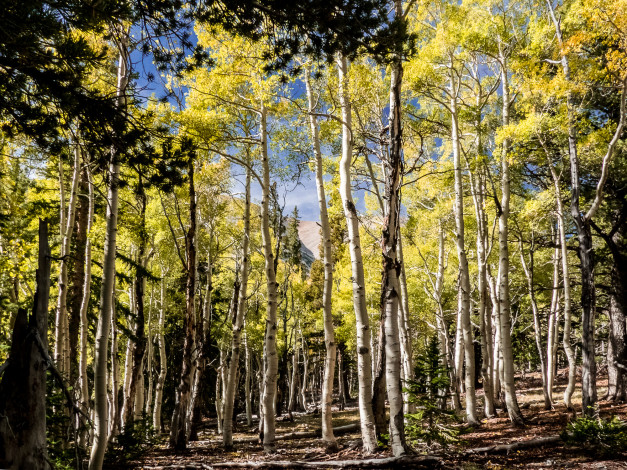 Обои картинки фото природа, лес, простор