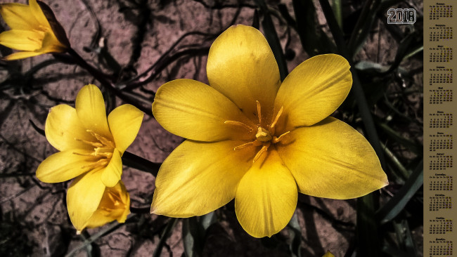 Обои картинки фото календари, цветы, лепестки, 2018