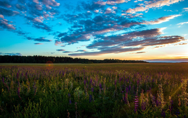 Обои картинки фото природа, луга, простор, луг, лето, люпин