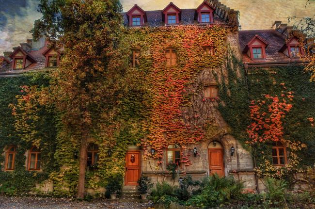 Обои картинки фото города, - здания,  дома, дом, дерево, плющ