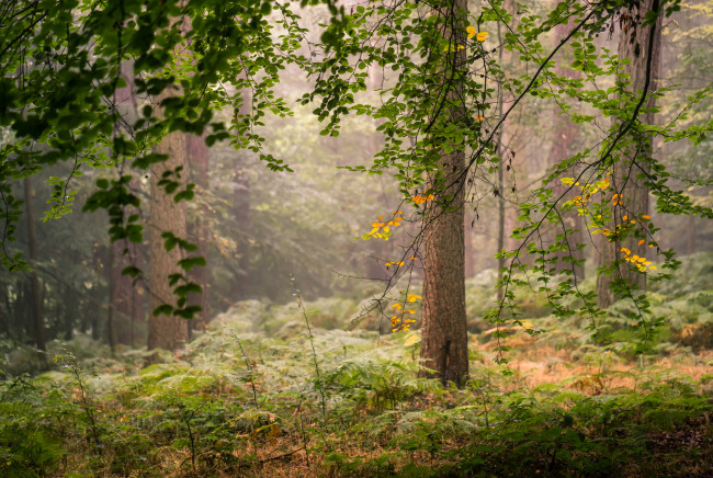 Обои картинки фото природа, лес, простор