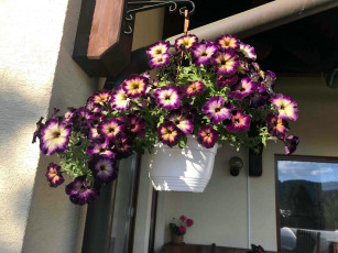 Картинка цветы петунии +калибрахоа петуния