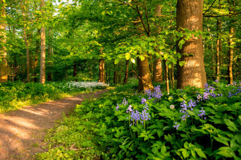 Картинка природа лес простор