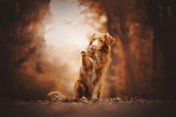 Картинка животные собаки листья взгляд деревья собака лапа фон парк ретривер боке сидит рыжая поза природа язык осень