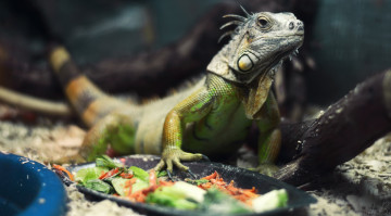 Картинка животные Ящерицы +игуаны +вараны корм игуана ящерица