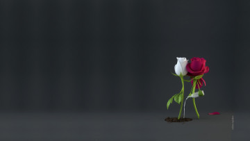 Картинка рисованное минимализм любовь нежность роза чувства пара забота nikita veprikov sap рендериг