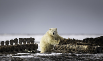 Картинка животные медведи медведь взгляд