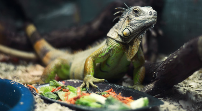 Обои картинки фото животные, Ящерицы,  игуаны,  вараны, корм, игуана, ящерица