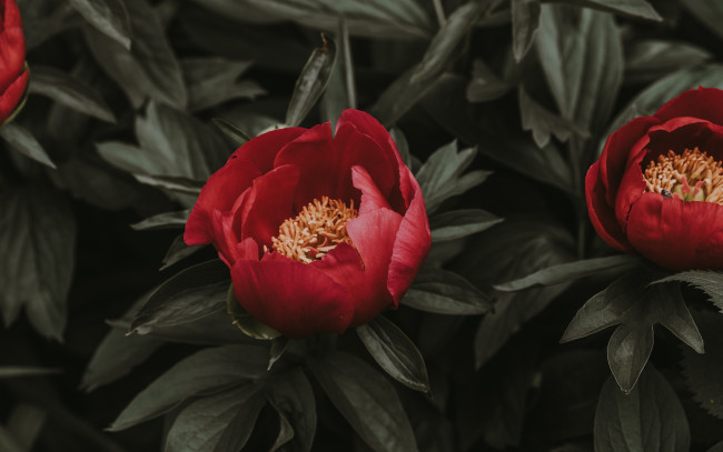 Обои картинки фото цветы, пионы, древовидный