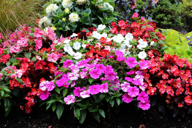 Обои картинки фото цветы, разные вместе, бегония, флоксы, георгины